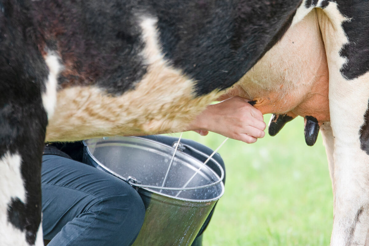 High-quality cattle feed in Karaikudi
