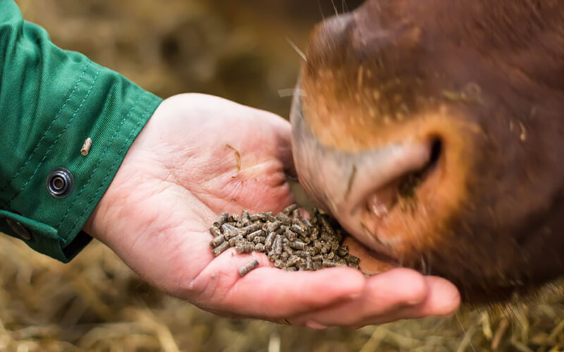 High-quality cattle feed in Karaikudi