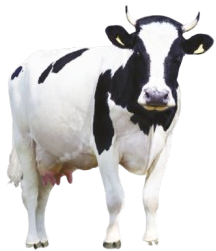 Godrej Cattle Feed